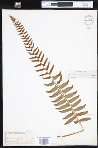 Polystichum acrostichoides image