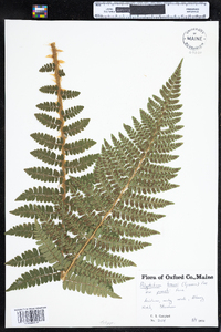 Polystichum braunii image