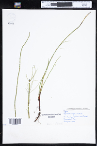 Equisetum fluviatile image