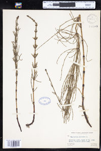 Equisetum palustre image