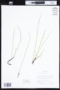 Equisetum variegatum image