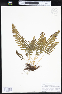 Polypodium virginianum image