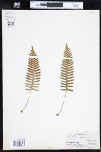 Polypodium virginianum image