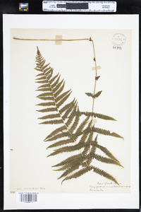 Parathelypteris noveboracensis image