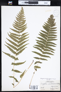 Parathelypteris noveboracensis image