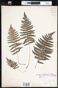 Thelypteris palustris var. pubescens image