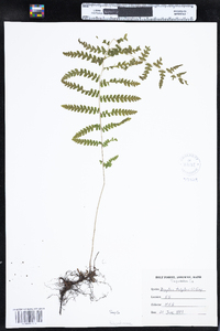 Thelypteris palustris var. pubescens image