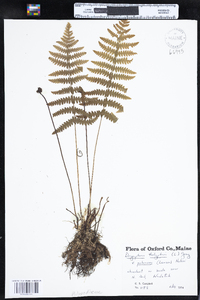 Thelypteris palustris var. pubescens image