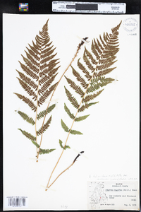 Athyrium filix-femina ssp. angustum image