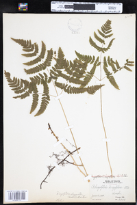 Gymnocarpium dryopteris image