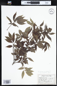 Sambucus nigra image