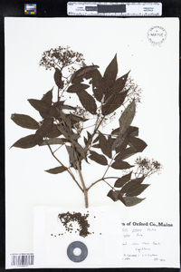 Sambucus racemosa image