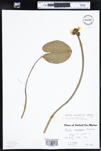 Nuphar lutea ssp. rubrodisca image