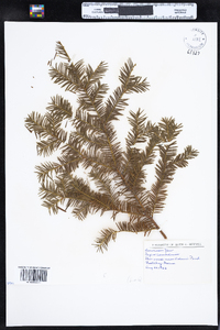 Taxus canadensis image