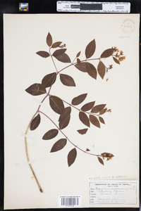 Apocynum androsaemifolium image