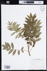 Rhus glabra image