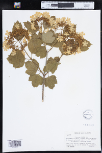 Viburnum opulus subsp. opulus image