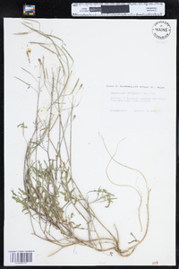 Diplotaxis tenuifolia image