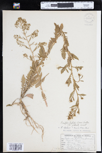 Rorippa palustris var. hispida image