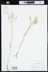 Lepidium virginicum var. virginicum image