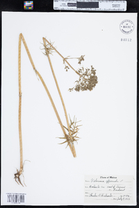 Valeriana officinalis image