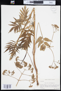 Valeriana officinalis image