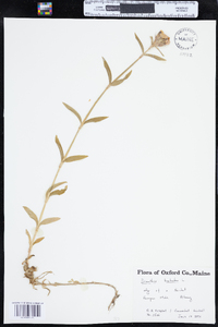 Dianthus barbatus image