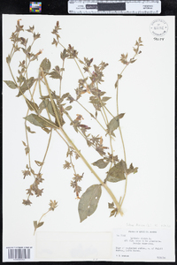 Silene dioica image