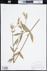 Silene latifolia subsp. alba image