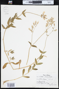 Silene vulgaris subsp. vulgaris image