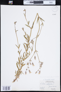 Silene vulgaris subsp. vulgaris image