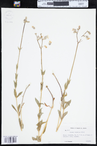 Silene vulgaris subsp. vulgaris image