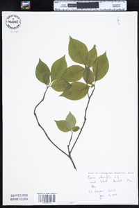 Cornus alternifolia image