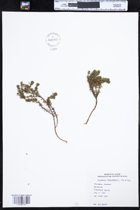 Empetrum eamesii ssp. atropurpureum image