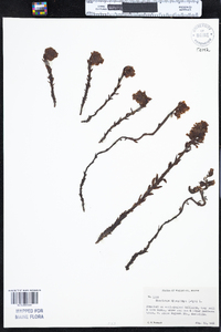 Monotropa hypopithys image