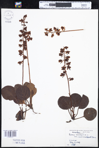 Pyrola americana image