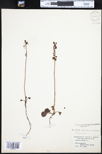 Pyrola chlorantha image