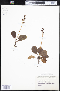 Pyrola elliptica image