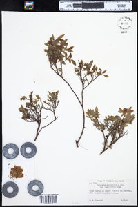 Vaccinium angustifolium image