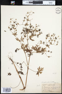 Geranium bicknellii image