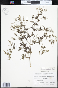 Geranium bicknellii image