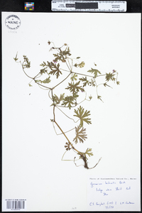 Geranium bicknellii image