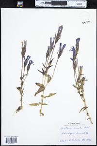 Gentianopsis crinita image