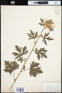 Malva moschata image