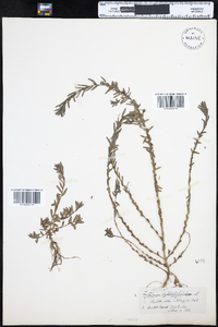 Lythrum hyssopifolium image