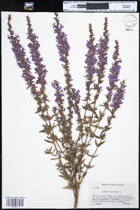 Lythrum salicaria image