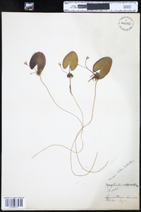 Nymphoides cordata image