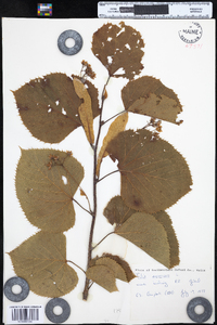 Tilia americana var. americana image