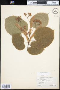 Tilia americana var. americana image