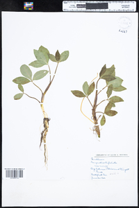 Menyanthes trifoliata image